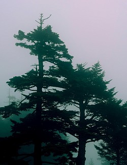 Tghg